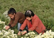桃源记劳力低怎么办？提升劳力的攻略有哪些？