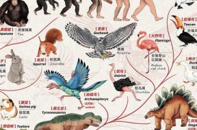 进化后的样貌如何查看？
