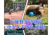 玩转动物园游戏攻略——打造最完美的动物乐园（掌握游戏技巧）