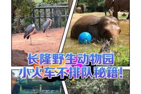 玩转动物园游戏攻略——打造最完美的动物乐园（掌握游戏技巧）