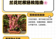 我的世界中兰花如何催生？催生兰花的有效方法有哪些？