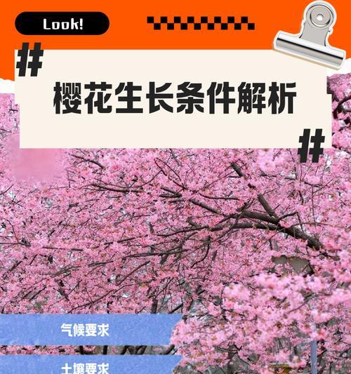完美世界中的樱花树有何特殊含义？如何获得樱花树？  第2张