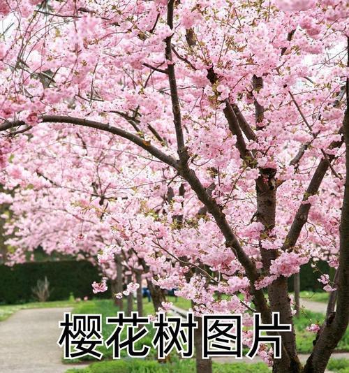 完美世界中的樱花树有何特殊含义？如何获得樱花树？  第1张