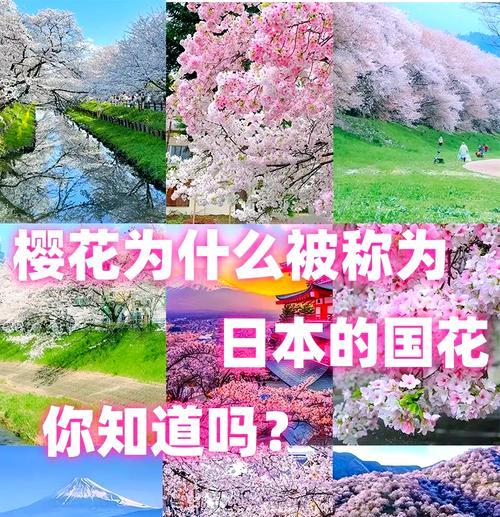 完美世界中的樱花树有何特殊含义？如何获得樱花树？  第3张