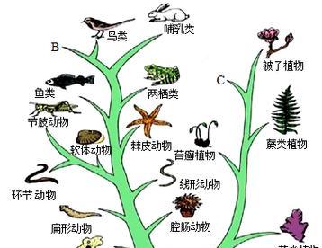 进化后的样貌如何查看？  第3张