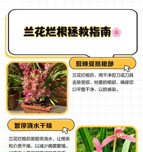我的世界中兰花如何催生？催生兰花的有效方法有哪些？  第1张