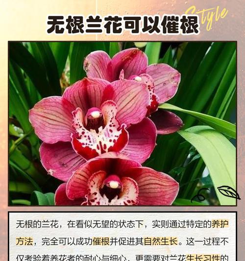 我的世界中兰花如何催生？催生兰花的有效方法有哪些？  第2张