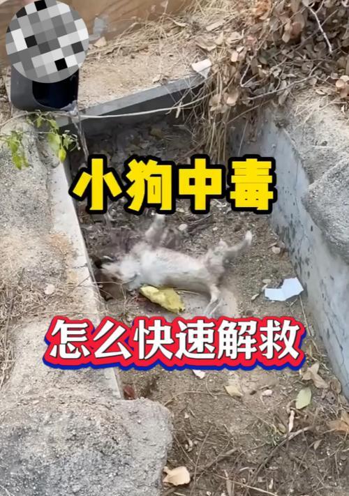 在《我的世界》中狗狗中毒了怎么解救？  第2张