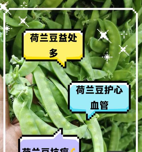 问道中荷兰豆的用途是什么？荷兰豆在游戏中的作用有哪些？  第2张